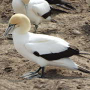Cape Gannet