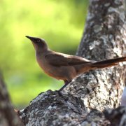 Ashy Starling