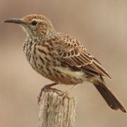 Cape Long-billed Lark