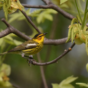 Cape May Warbler