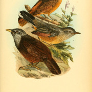 Cape Robin-Chat
