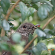 Cape Rock Thrush