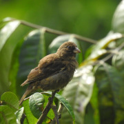 Cape Siskin