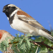 Cape Sparrow