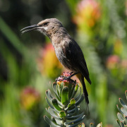 Cape Sugarbird