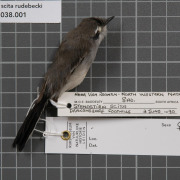 Fairy Flycatcher
