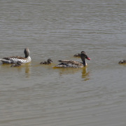 Cape Teal
