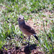 Capped Wheatear
