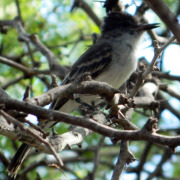 Caribbean Elaenia