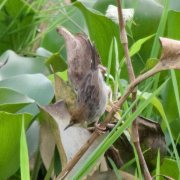 Carruthers's Cisticola