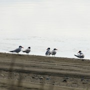 Caspian Tern