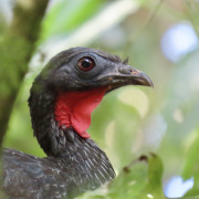 Cauca Guan
