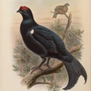 Caucasian grouse