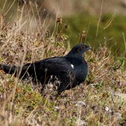 Caucasian Grouse