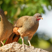 Chaco Chachalaca