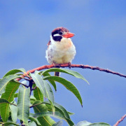 Chaco puffbird
