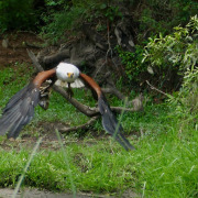 Changeable Hawk-Eagle
