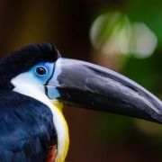Channel-billed Toucan