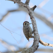 Checkered Woodpecker