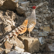 Cheer Pheasant