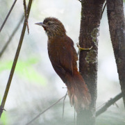 Cherrie's Antwren
