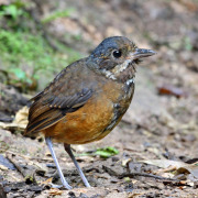 Chestnut Antpitta