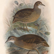 Chestnut-backed Spinetail