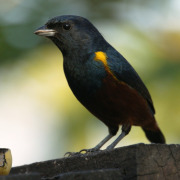Chestnut-bellied Euphonia