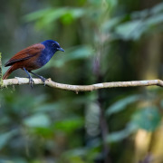 Chestnut-bellied Rock Thrush