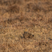 Chestnut-bellied Sandgrouse