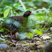 Chestnut-breasted Partridge