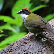Chestnut-capped Brushfinch