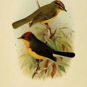 Chestnut-capped Warbler