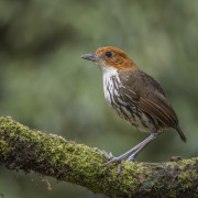 Chestnut-crowned Antpitta