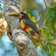 Chestnut-eared Aracari