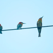 Chestnut-headed Bee-eater