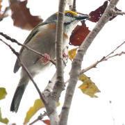 Chestnut-sided Shrike-Vireo