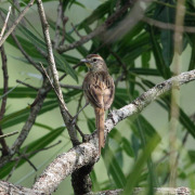 Chestnut-tailed Starling