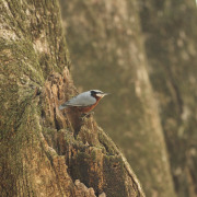Chestnut-vented Nuthatch