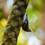 Chestnut-vented Nuthatch