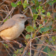 Chestnut-vented Warbler