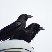 Chihuahuan Raven