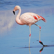 Chilean Flamingo