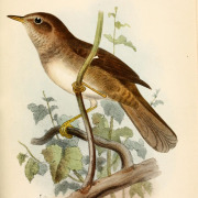 Knysna Warbler