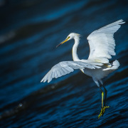 Chinese Egret