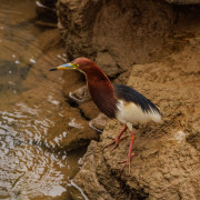 Chinese Pond Heron