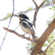Chinspot Batis
