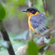 Chorister Robin-Chat