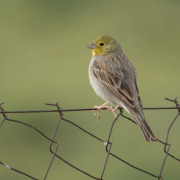 Cinereous Bunting