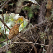 Cinnamon Bittern